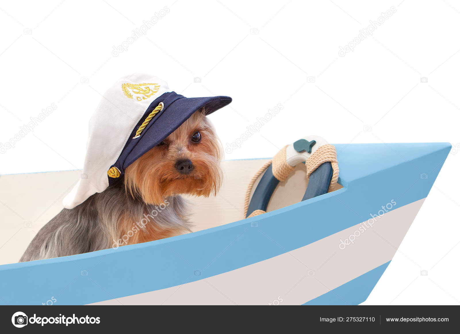 Dog Captain's Cap Sits Boat Isolated White Background Stock Photo by  ©linavita 275327110