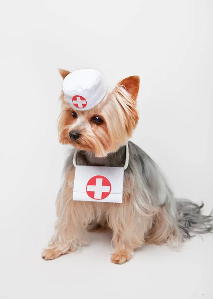 Dog with first aid kit in a white cap with medical symbols