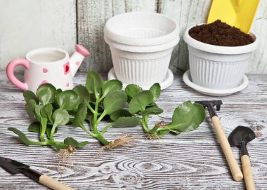 Dikimden önce kök sistemi ile Kalanchoe kesimleri. Tıbbi bitki.