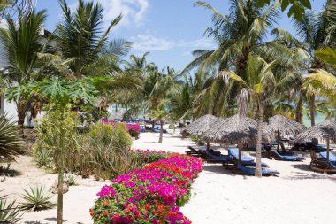 Hindistan cevizi palmiyeli ve denizli kumsal