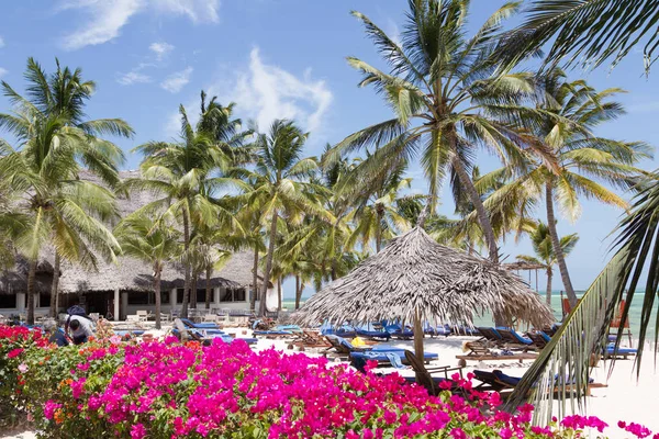 Beach Coconut Palm Sea — Stock Photo, Image