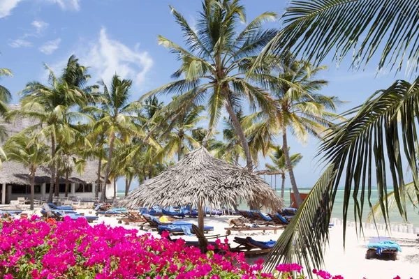 Beach Coconut Palm Sea — Stock Photo, Image
