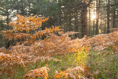 Berrak alanları. Güzel öğleden sonra doğa sahne altın uçlu çim alan. Volkan Etna vurdu.