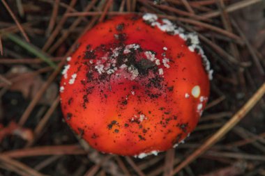 Sonbahar manzara mantar. Etna içinde Sicil üzerinde sinek mantarı