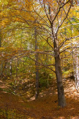 Sicilya Etna Yanardağı sonbahar sezon