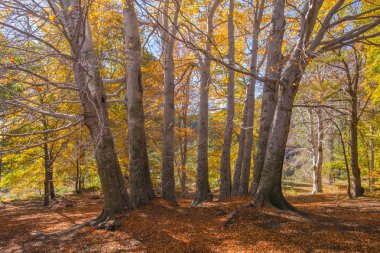 Trofa du camperBen, sonbahar sezonu, Etna Yanardağı Sicilya üzerinde asırlık kayın