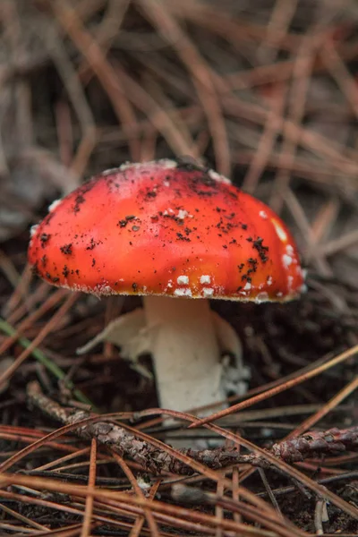 Pilze Herbstlandschaft Amanita Muscaria Auf Ätna Sicil — Stockfoto