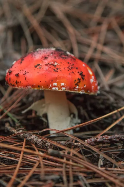 Champignons Paysage Automne Amanita Muscaria Sur Etna Sicile — Photo