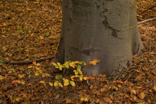 Herbstzeit Vulkan Ätna Sizilien — Stockfoto