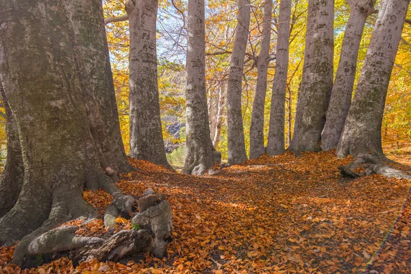 Trofa Camperi Faggio Secolare Sull Etna Nella Stagione Autunnale Sicilia — Foto Stock