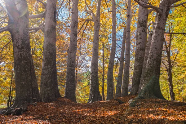 Trofa Camperi Faggio Secolare Sull Etna Nella Stagione Autunnale Sicilia — Foto Stock