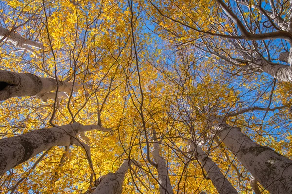 Trofa Camperi Faggio Secolare Sull Etna Nella Stagione Autunnale Sicilia — Foto Stock