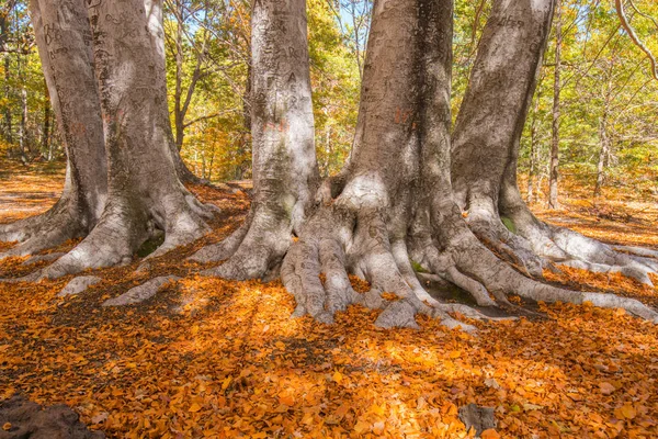 Trofa Camperi Hêtre Séculaire Sur Volcan Etna Automne Sicile — Photo