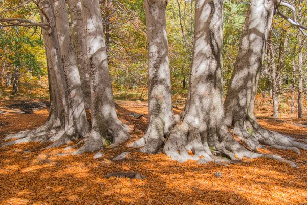 Trofa Camperi Faggio Secolare Sull Etna Nella Stagione Autunnale Sicilia Fotografia Stock