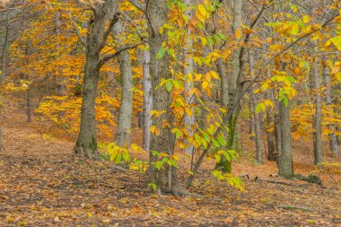 Sicilya Etna Yanardağı sonbahar sezon