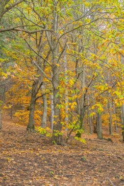 Sicilya Etna Yanardağı sonbahar sezon