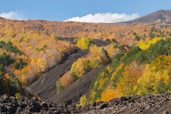 The colorful forests and lava flows in the autumn season on the Etna volcano in Sicil
