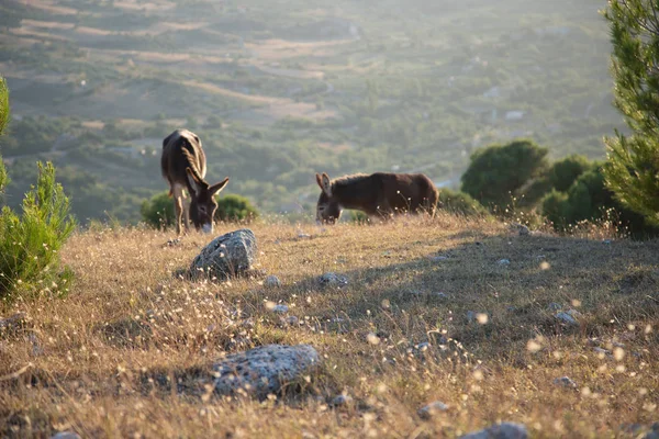 Couple Ânes Sur Les Collines Sicile — Photo