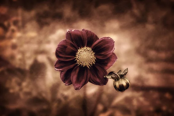 Vintage Blume Auf Dem Dunklen Hintergrund — Stockfoto