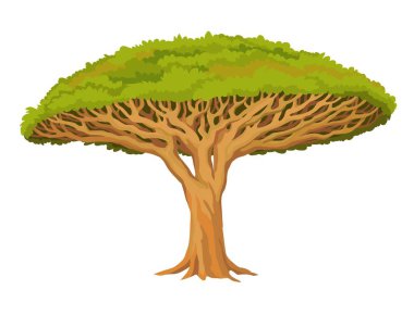 Animasyon ağacı Dragon Dragon Blood ağacı. Kutsal nadir bitki. Afrika, Fas, Yemen. Beyaz arka planda yalıtılmış vektör çizimi.