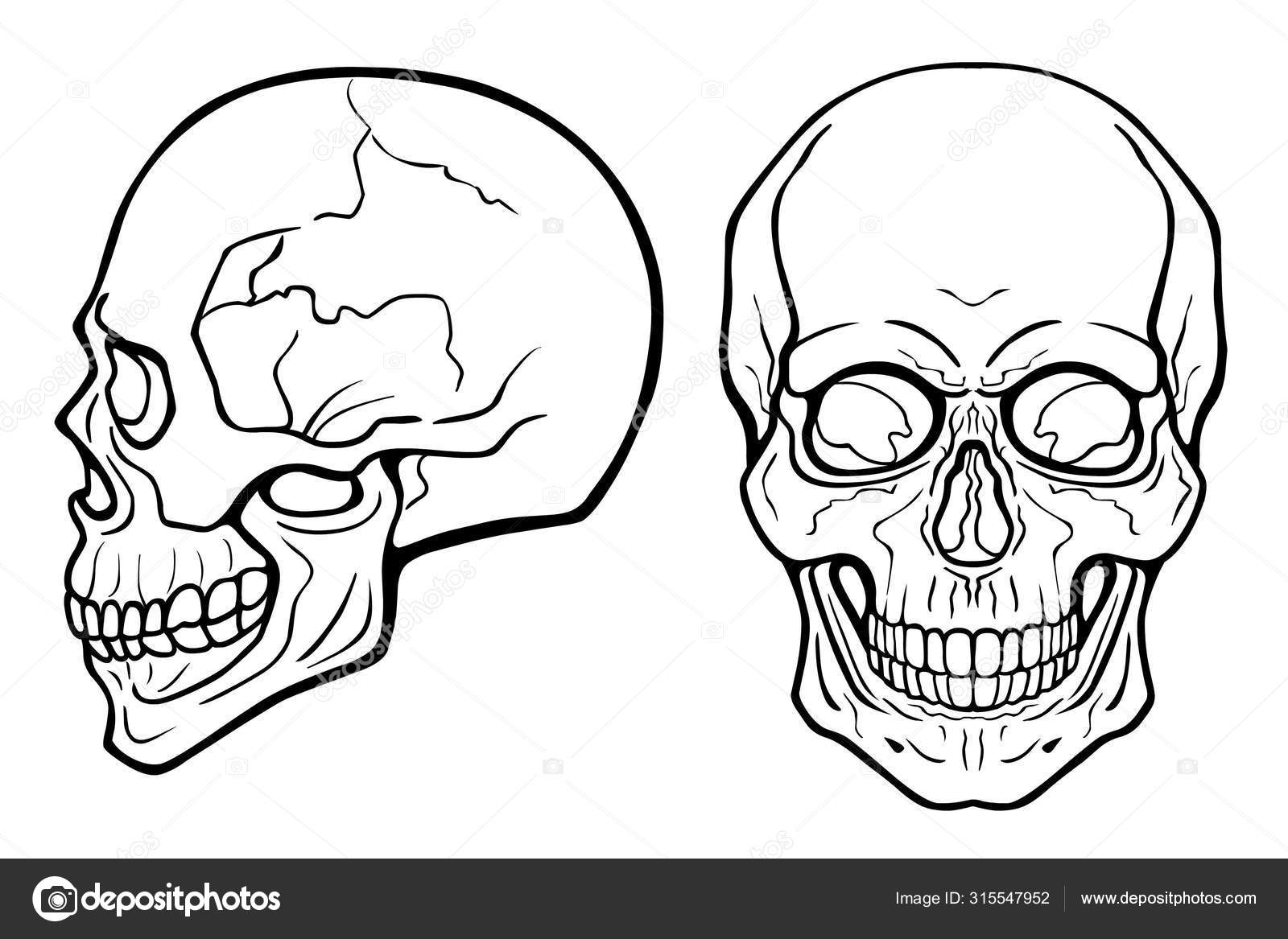 Lineal Drawing Human Skull Frontal View Profile View Monochrome Vector  Stock Vector by ©Roomyana 315547952