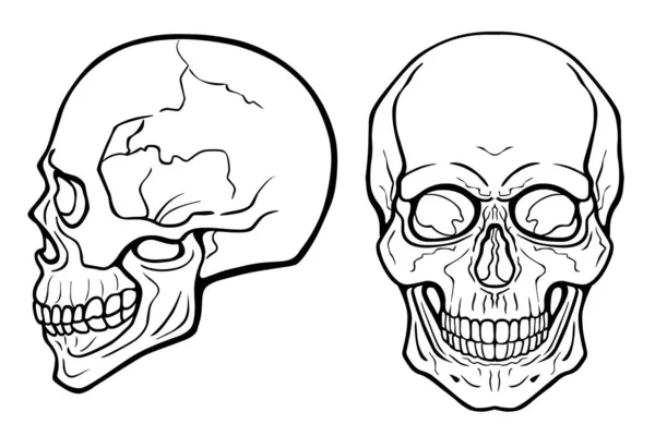 人間の頭蓋骨 正面図 プロフィールビュー モノクロームベクトル図白地に孤立 — ストックベクタ