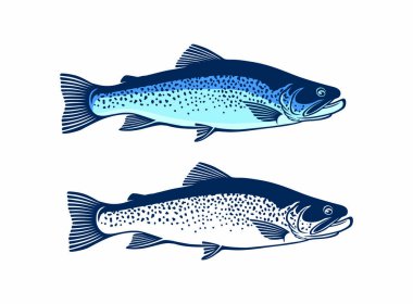 Alabalık Balık beyaz zemin üzerine