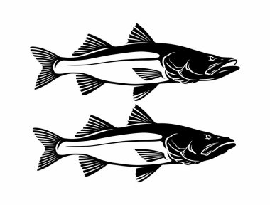 Common snook fish on the white background clipart