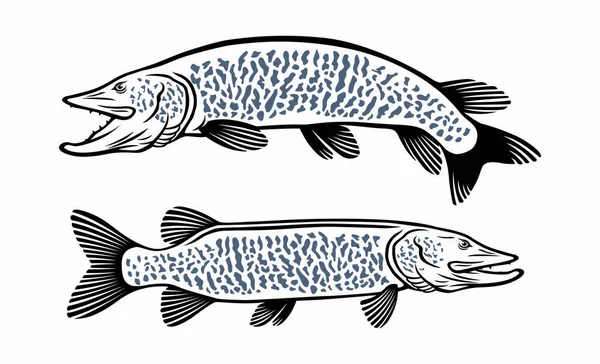 Ψάρια Muskie Εικόνα Σχετικά Λευκό Φόντο — Διανυσματικό Αρχείο