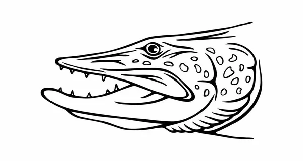 Snoek Vissen Witte Achtergrond — Stockvector