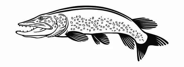 Immagine Pesce Luccio Sullo Sfondo Bianco — Vettoriale Stock