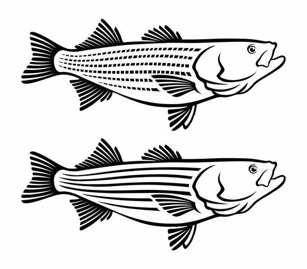 Striped Sea Bass White Background — Stock Vector