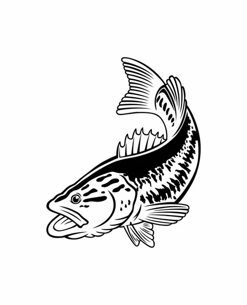 Ibass Fisk Den Vita Bakgrunden — Stock vektor