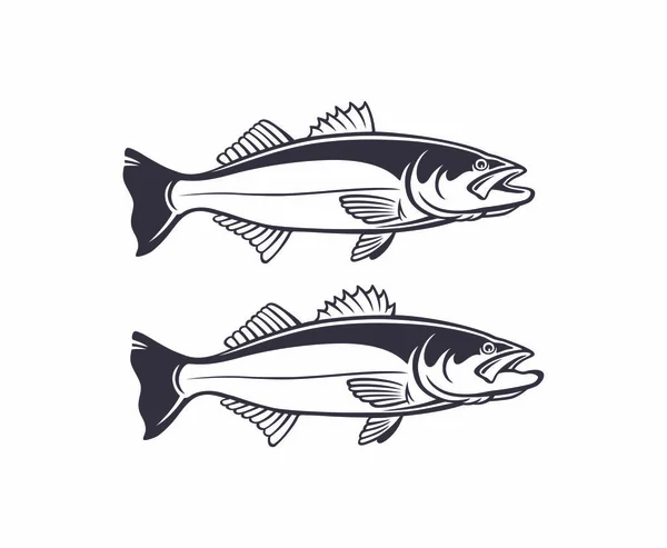 Striped Bass Obrazu Białym Tle — Wektor stockowy