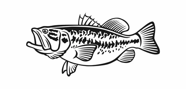 Smallmouth Bass Royalty Free Smallmouth Bass Vector Images Drawings Depositphotos