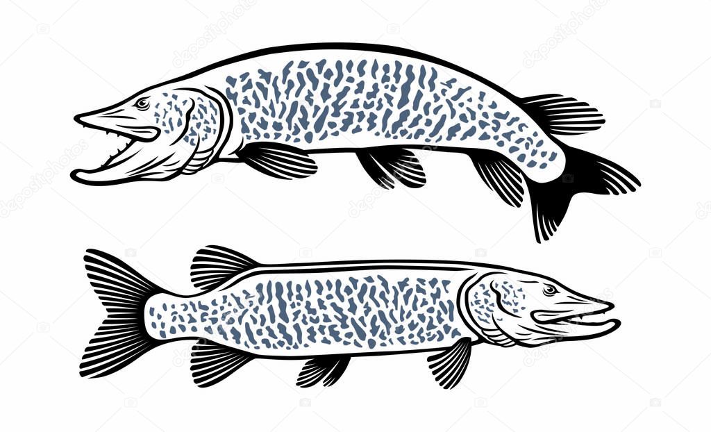 image muskie  fish on the white background
