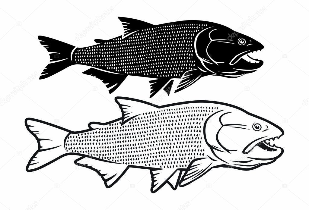  image salminus fish on the white background