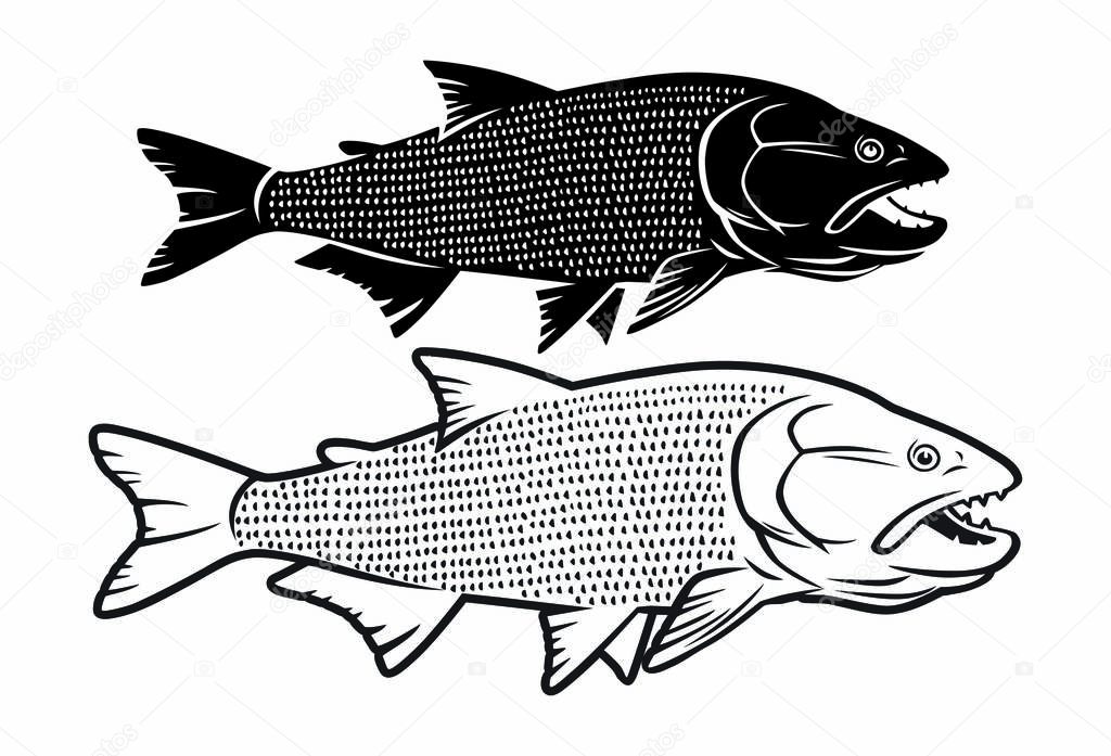 Image salminus fish on the white background
