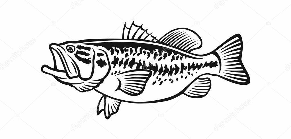 image bass fish on the white background