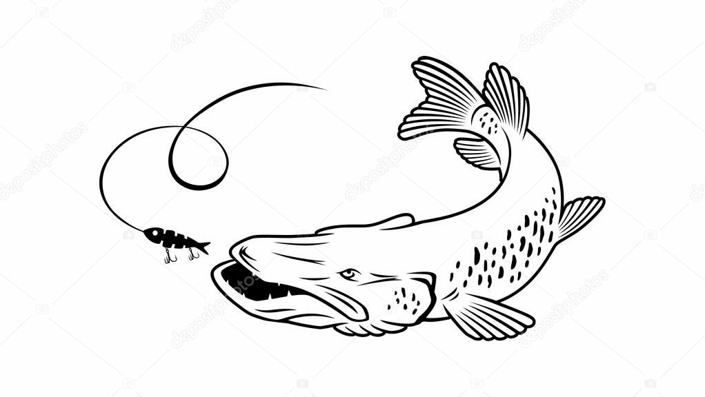pike fish on the white background