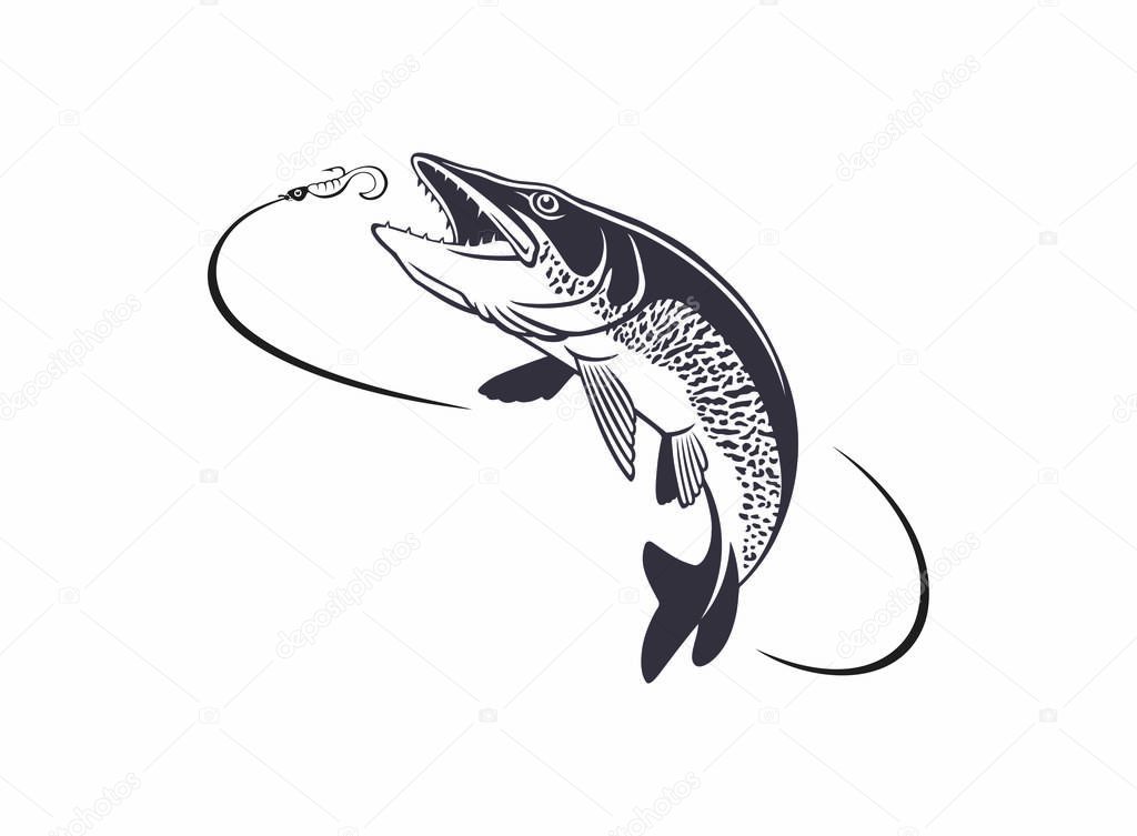 image pike fish on the white background