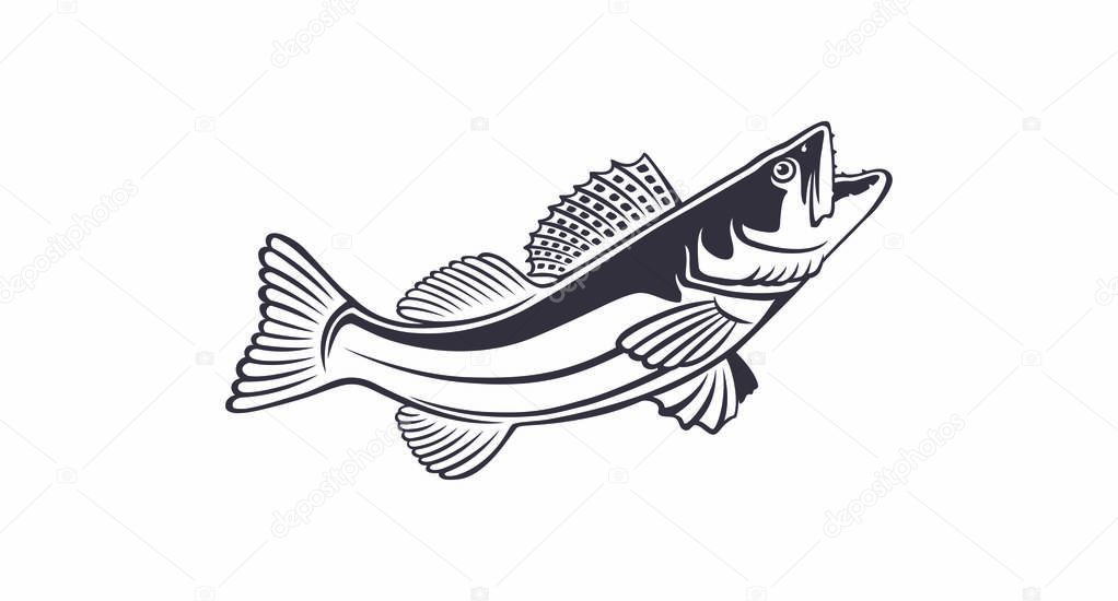 image zander fish on the white background