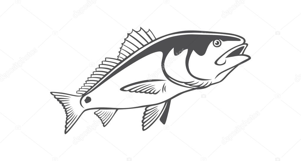 image fish drum on the white background