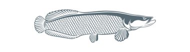görüntü arapaima balığı illüstrasyon vektör