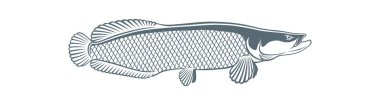 image arapaima fish vector illustration clipart