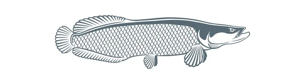 Bild Arapaima Fisk Vektor Illustration — Stock vektor