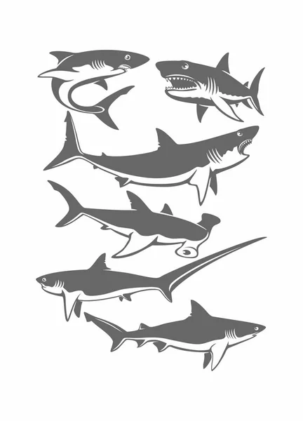 Conjunto Tiburones Vector Ilustración — Vector de stock