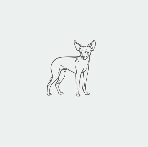 Imagen Muestra Perrito Toy Terrier — Vector de stock