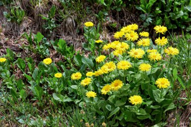 Doronicum altaicum. Güzel sarı çiçek ile vahşi çok yıllık bitki. Güney Sibirya dağ Tundra tipik bitki