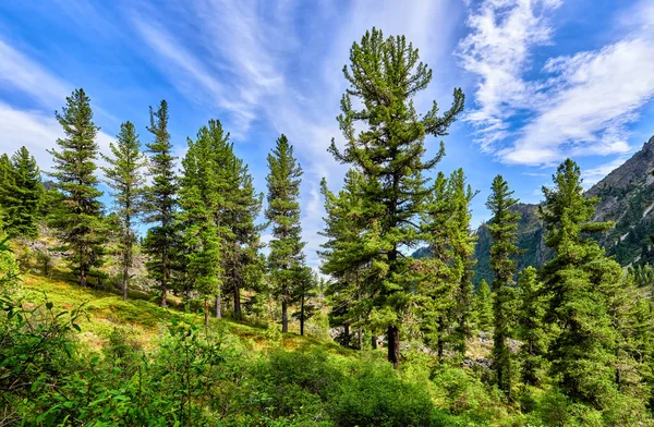 Beautiful Siberian Pines Gentle Slope Dark Coniferous Mountain Taiga East — Stock Photo, Image